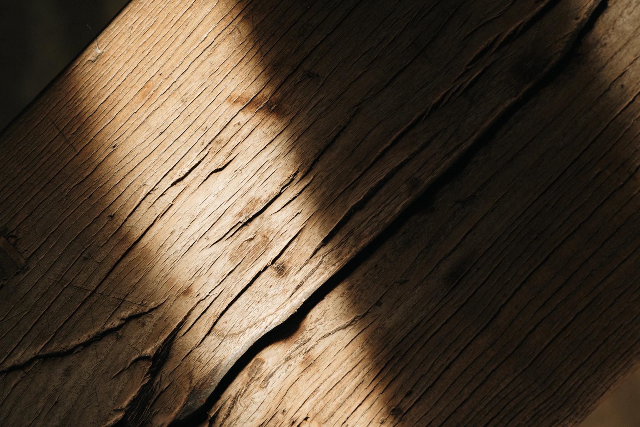 Bois de chêne aux Oliviers de Palombaggia en Corse-du-Sud.