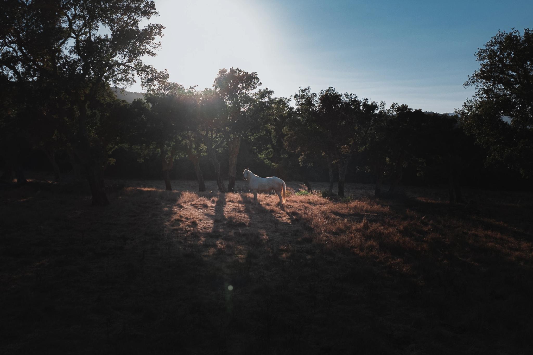 Cheval blanc au milieu d'espaces verts aux alentours des Oliviers de Palombaggia en Corse-du-Sud.