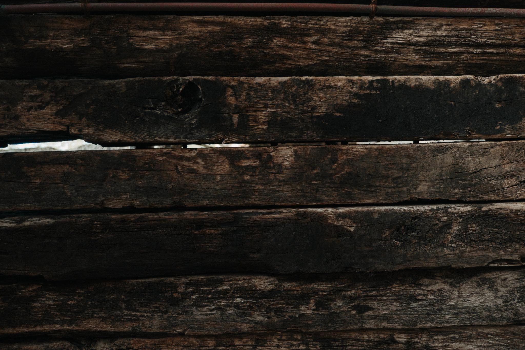 Bois de chêne aux Oliviers de Palombaggia en Corse-du-Sud.