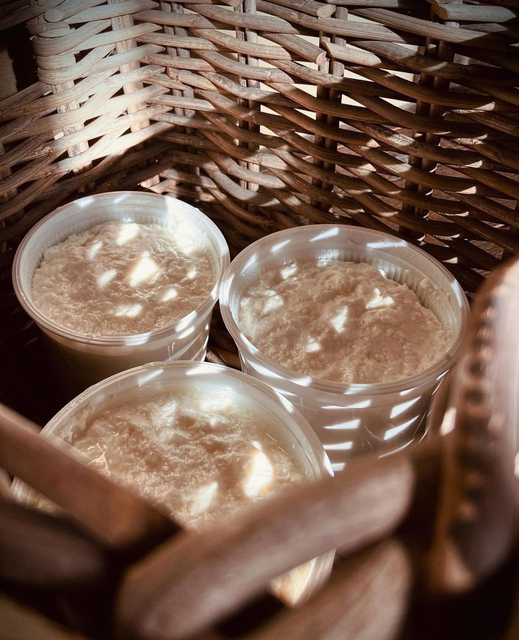 Production de brocciu et de fromage frais au domaine des Oliviers de Palombaggia